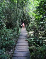 Camino a vivir (Parque Nac. Cataratas del Iguaz)