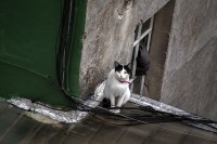 El gato de mi vecino