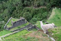 Llama en altura