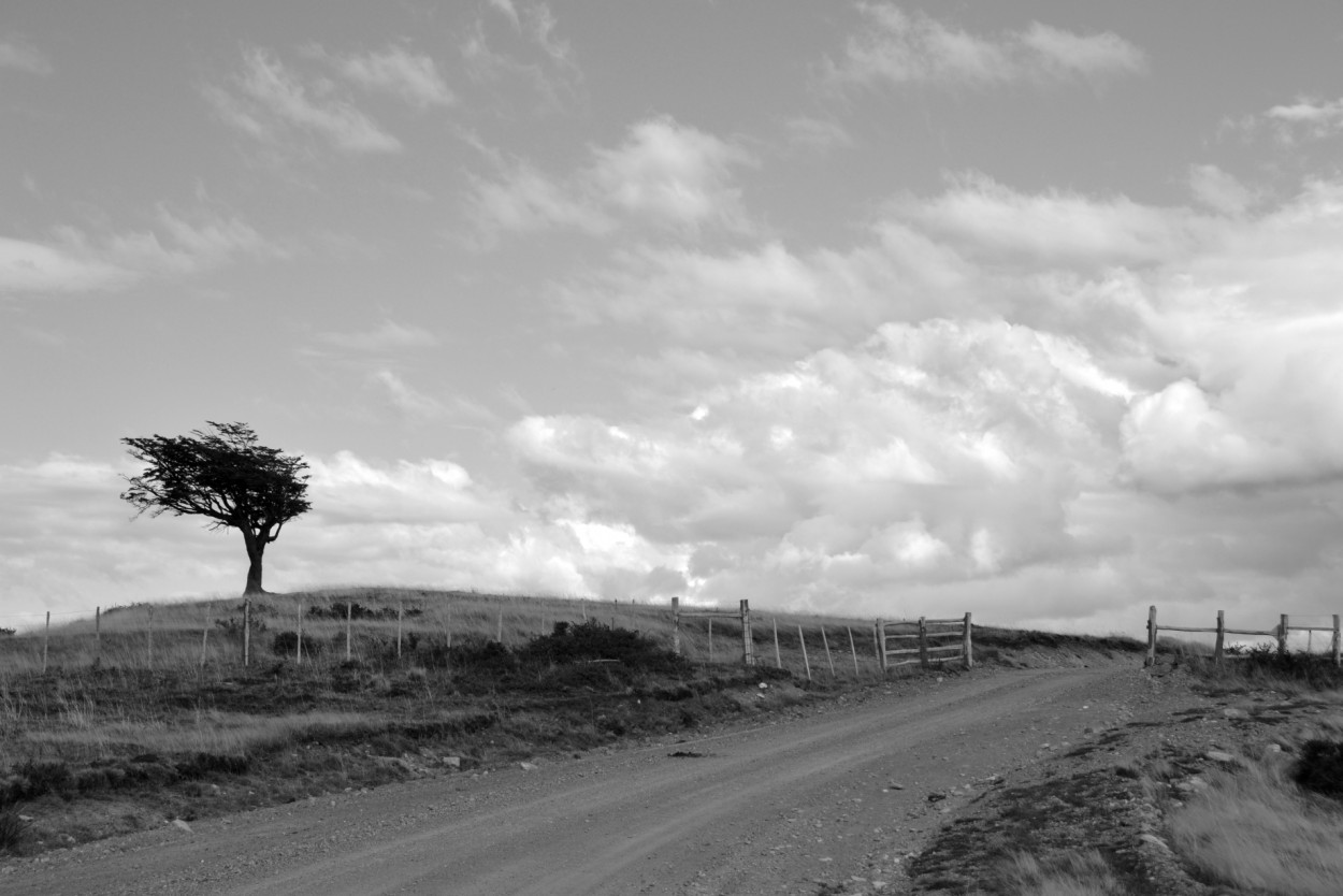 El rbol solitario