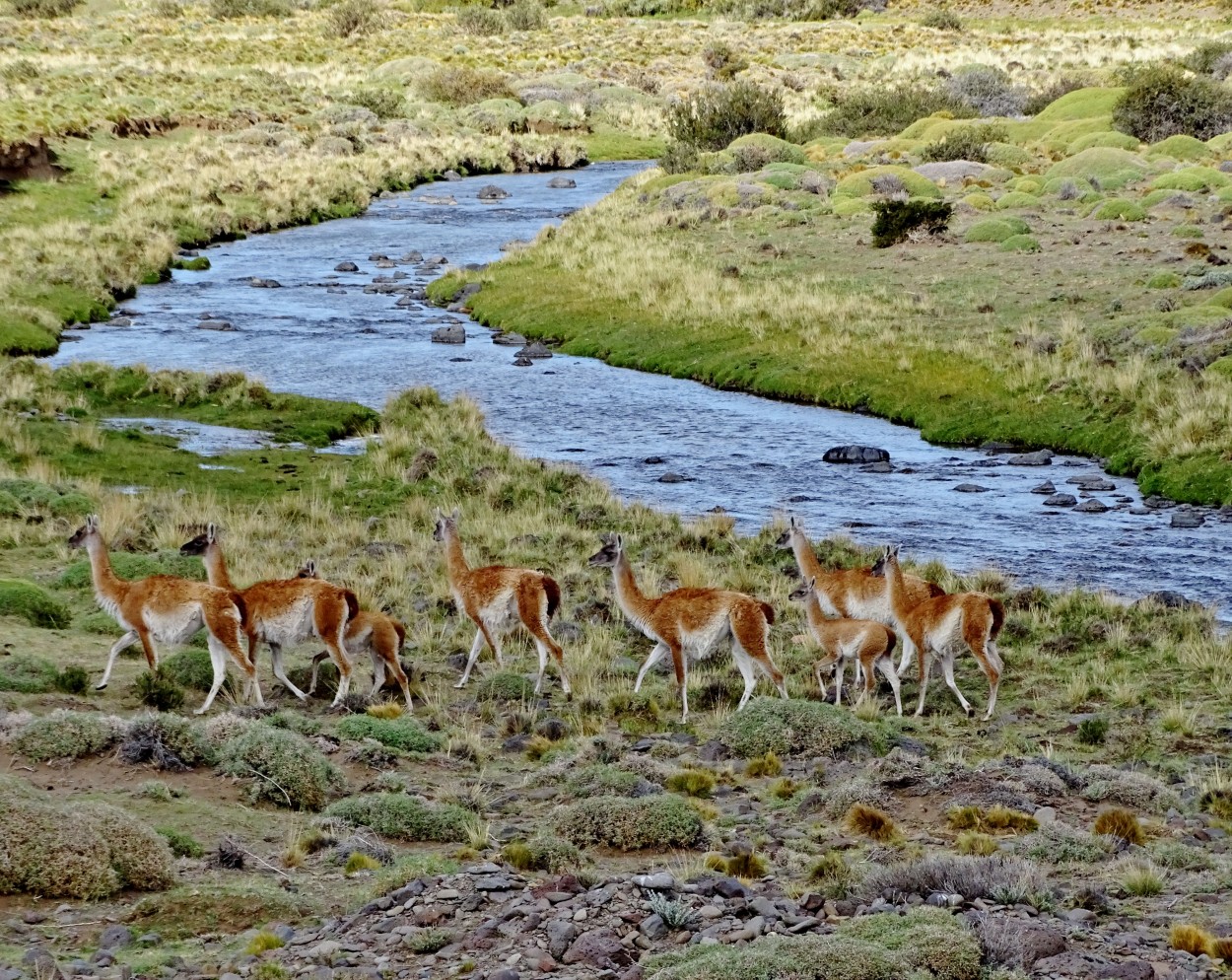 GUANACOS (Viajes)