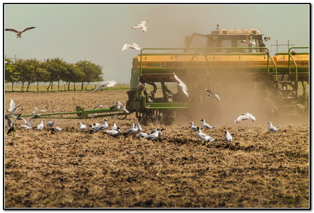 Arando la Tierra.