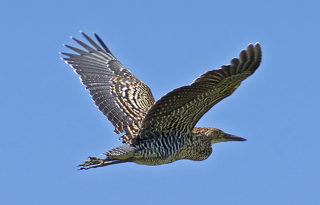 Garza Bruja