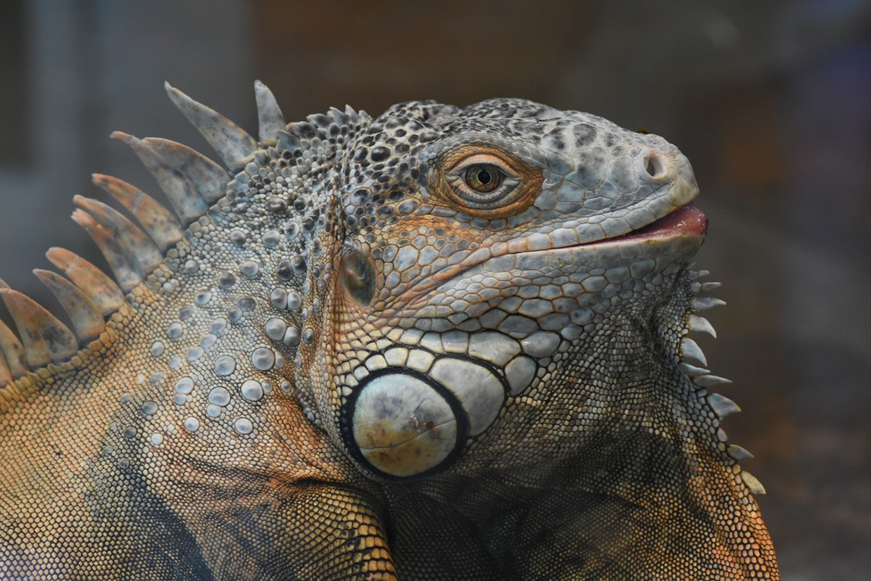 Iguana