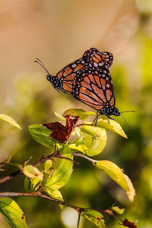 Mariposas en el estmago