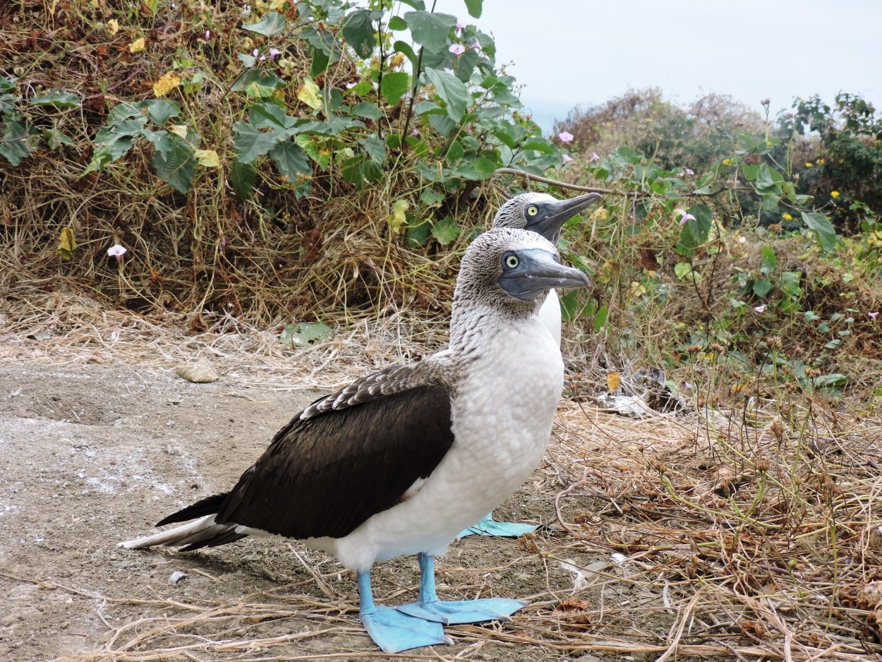 Piqueros de patas azules