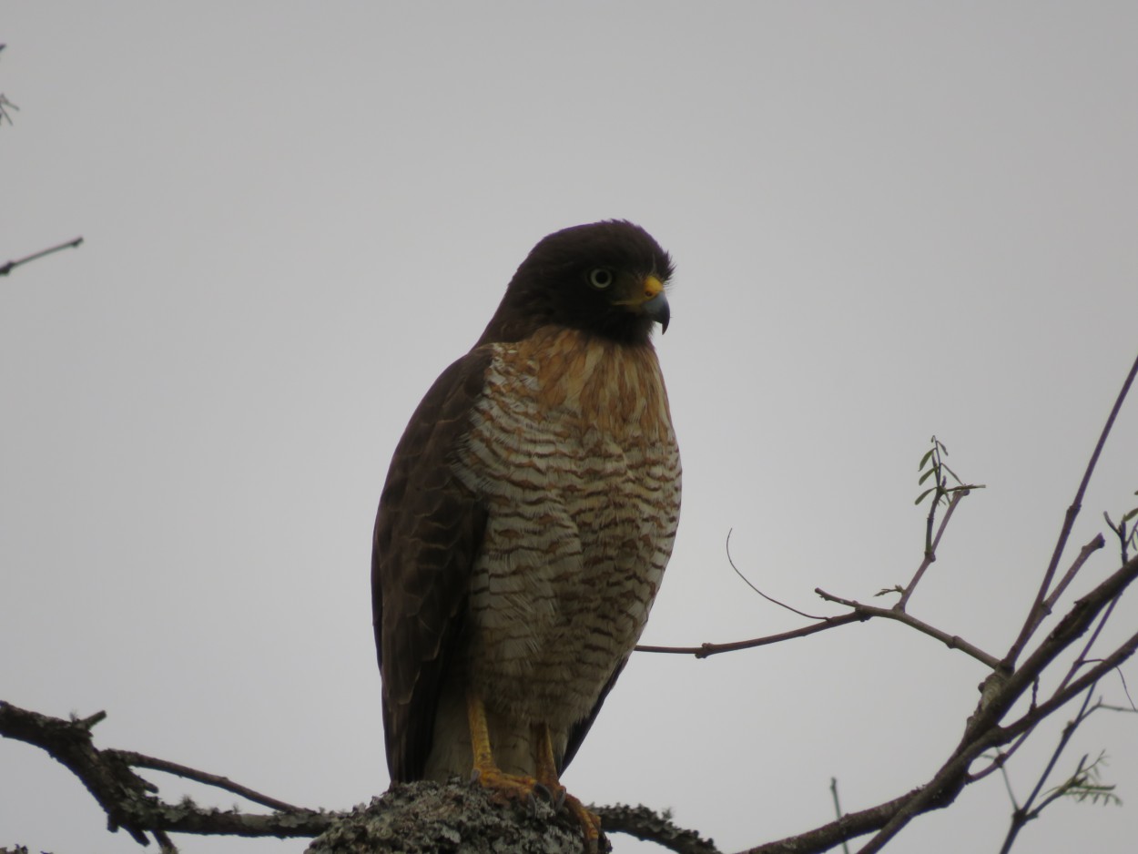 Aguilucho observador