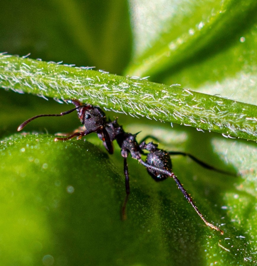 Hormiga negra trabajando