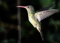 Colibri al anochecer iluminado