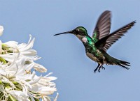 Colibri de corbata blanca