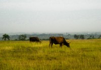 Bueyes pastoreando