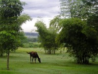 Caballo pastando