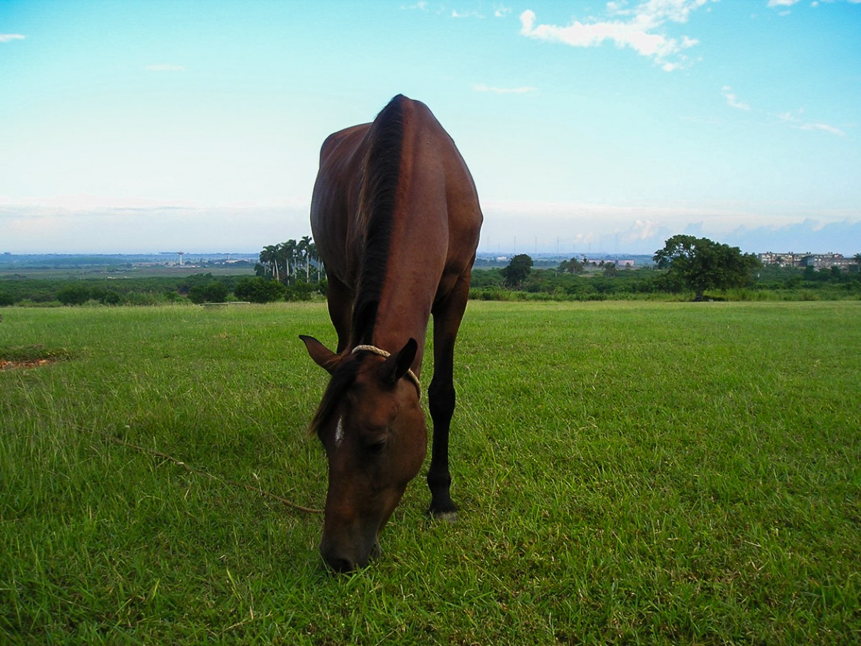 Caballo pastoreando