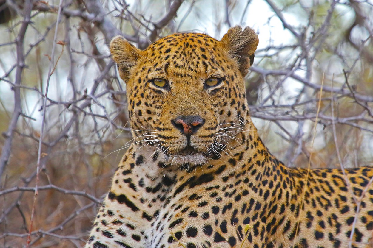 Mirada felina