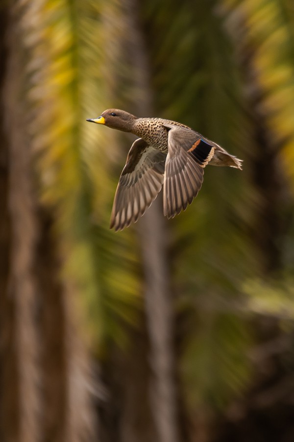 volar