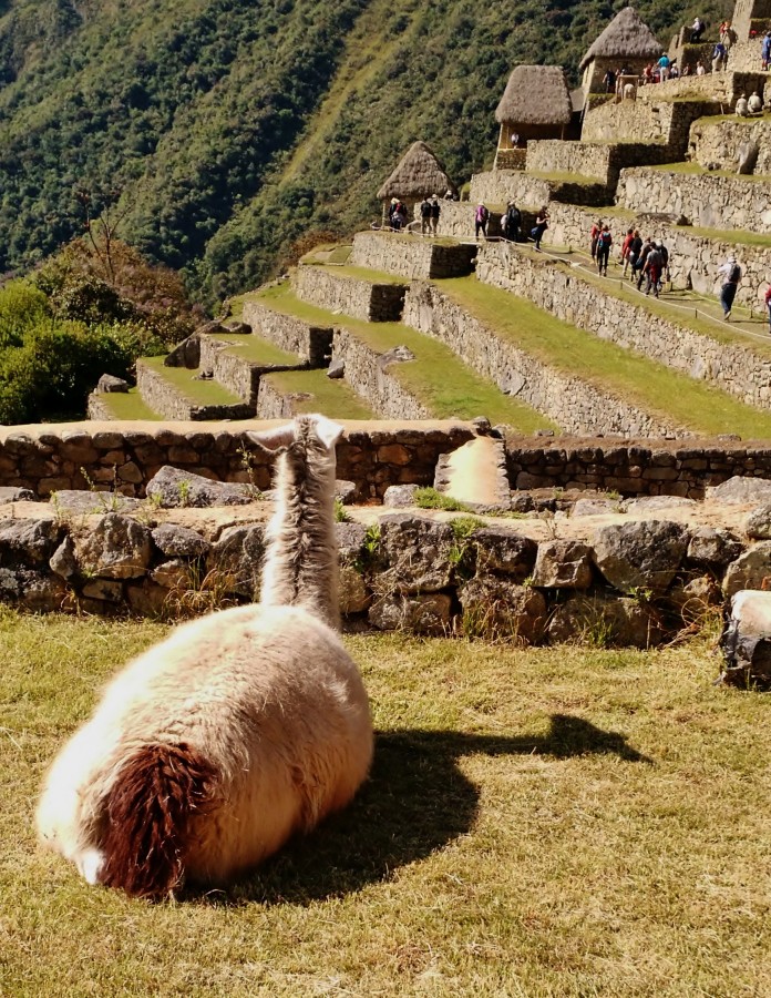 Mirando a los humanos