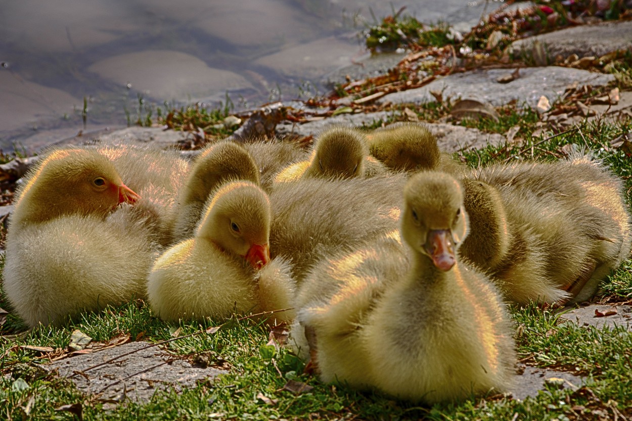 Patitos