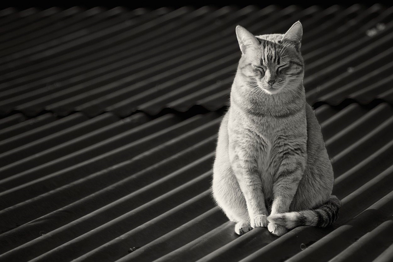 Gata sobre tejado de cinc caliente