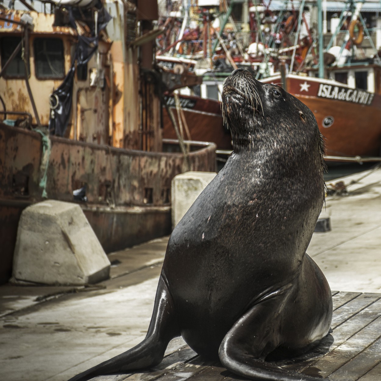 Lobo Marino - Puerto de Mar del Plata