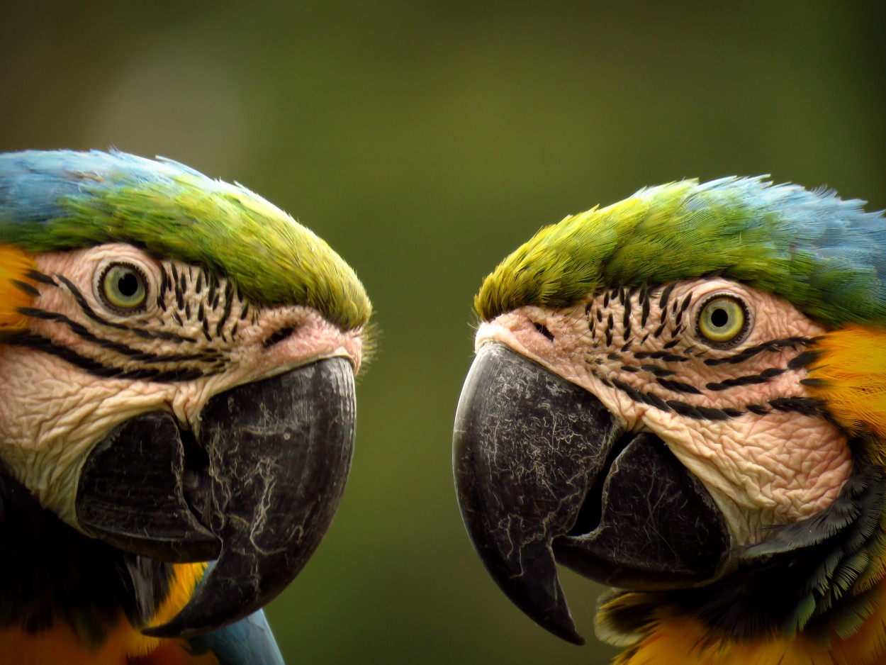 Pareja de guacamayos