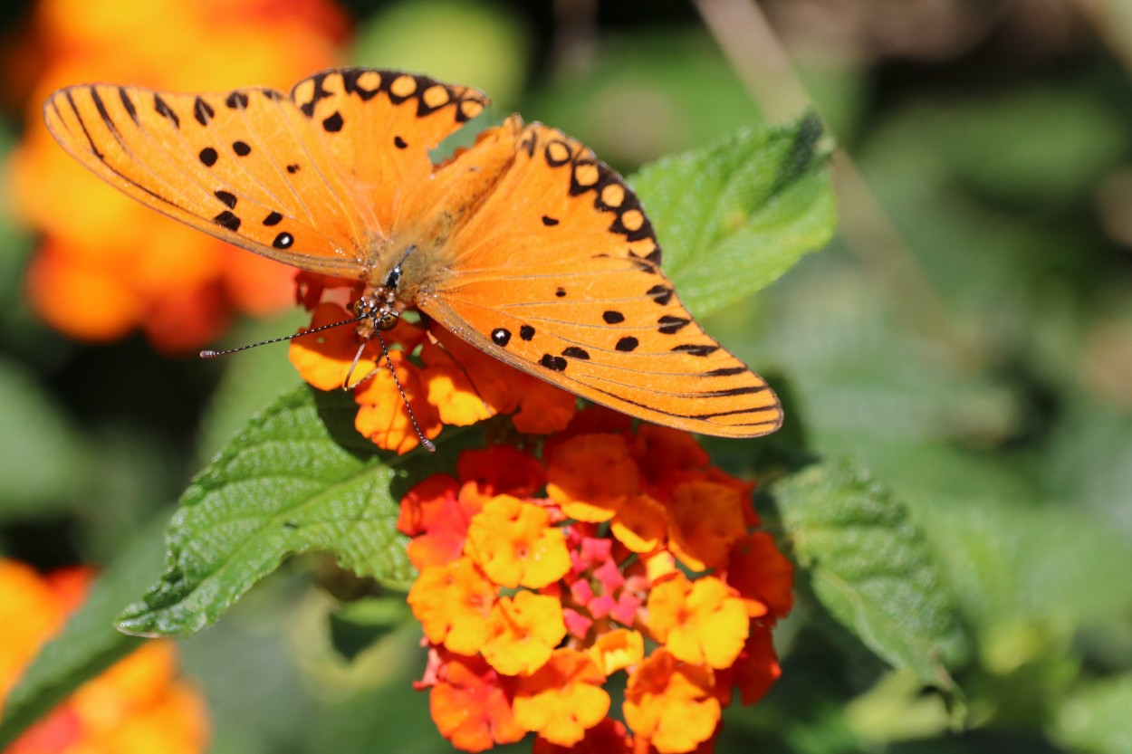 Mariposa