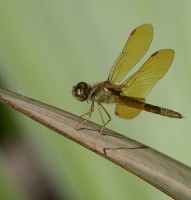 Dorada