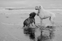 Amigos en blanco y negro