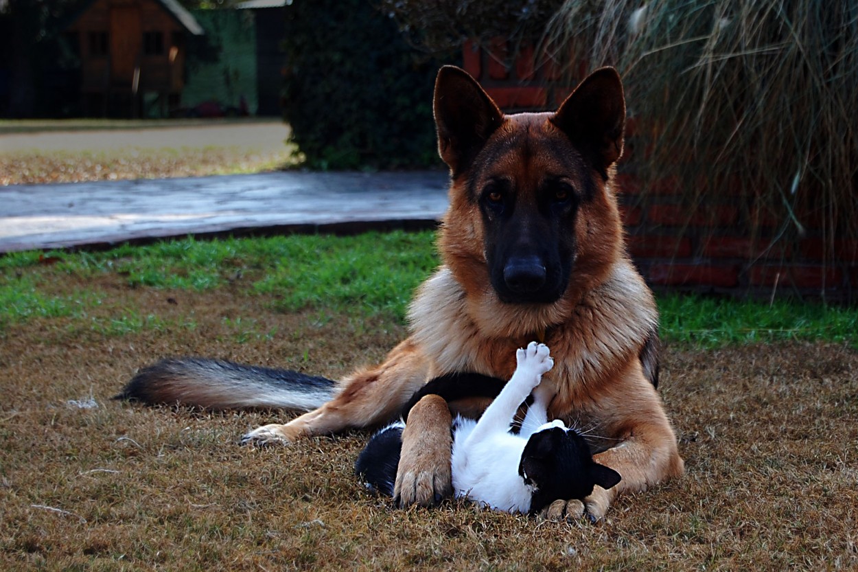 Simplemente ...amigos