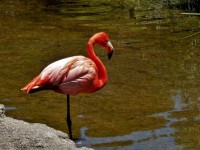 Flamenco Rosado