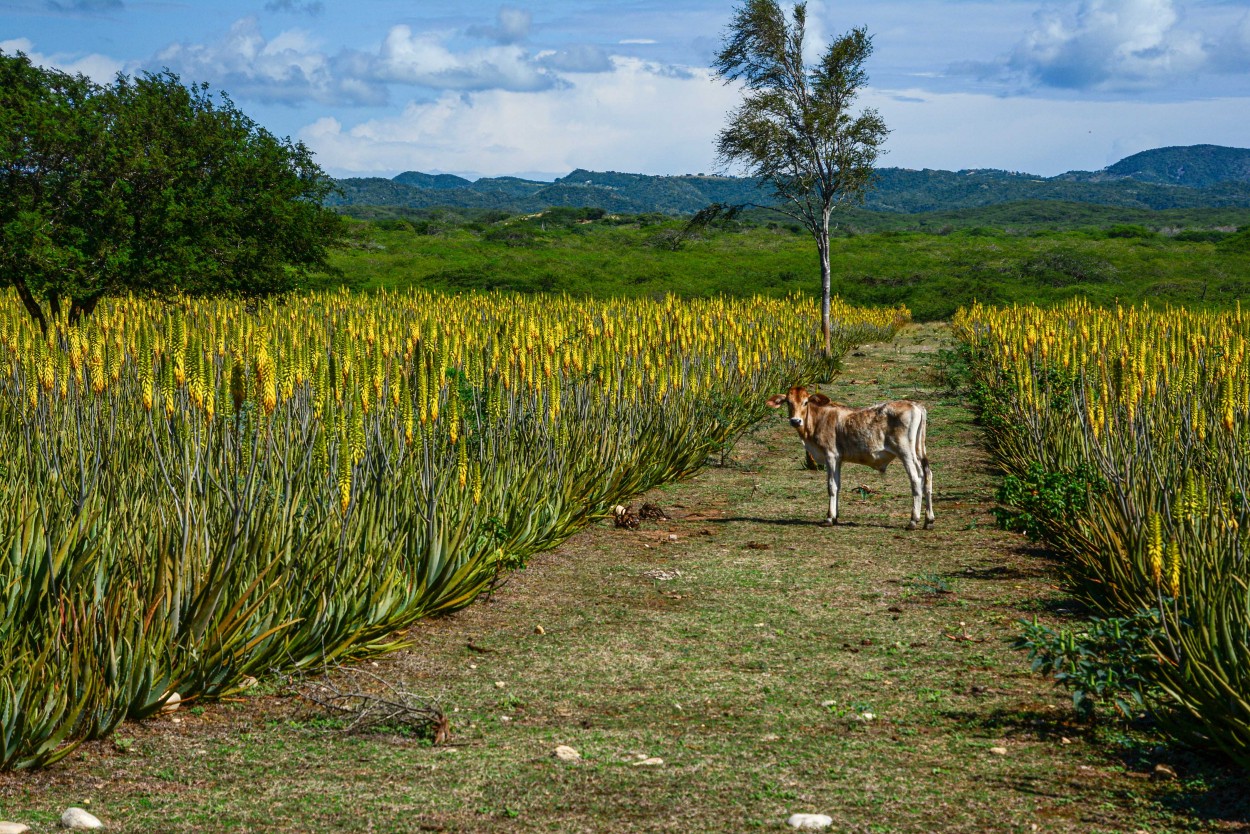 Campos de Aloe