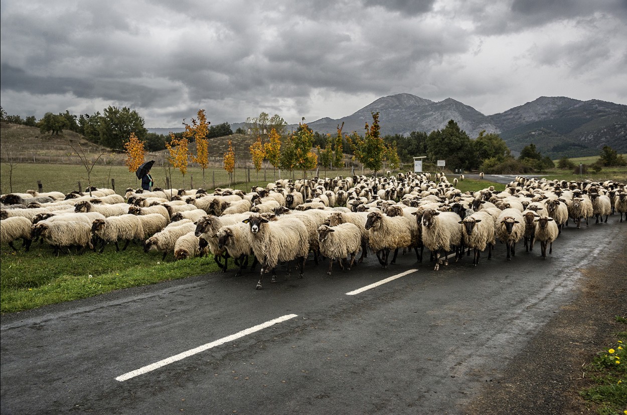 vuelta a casa