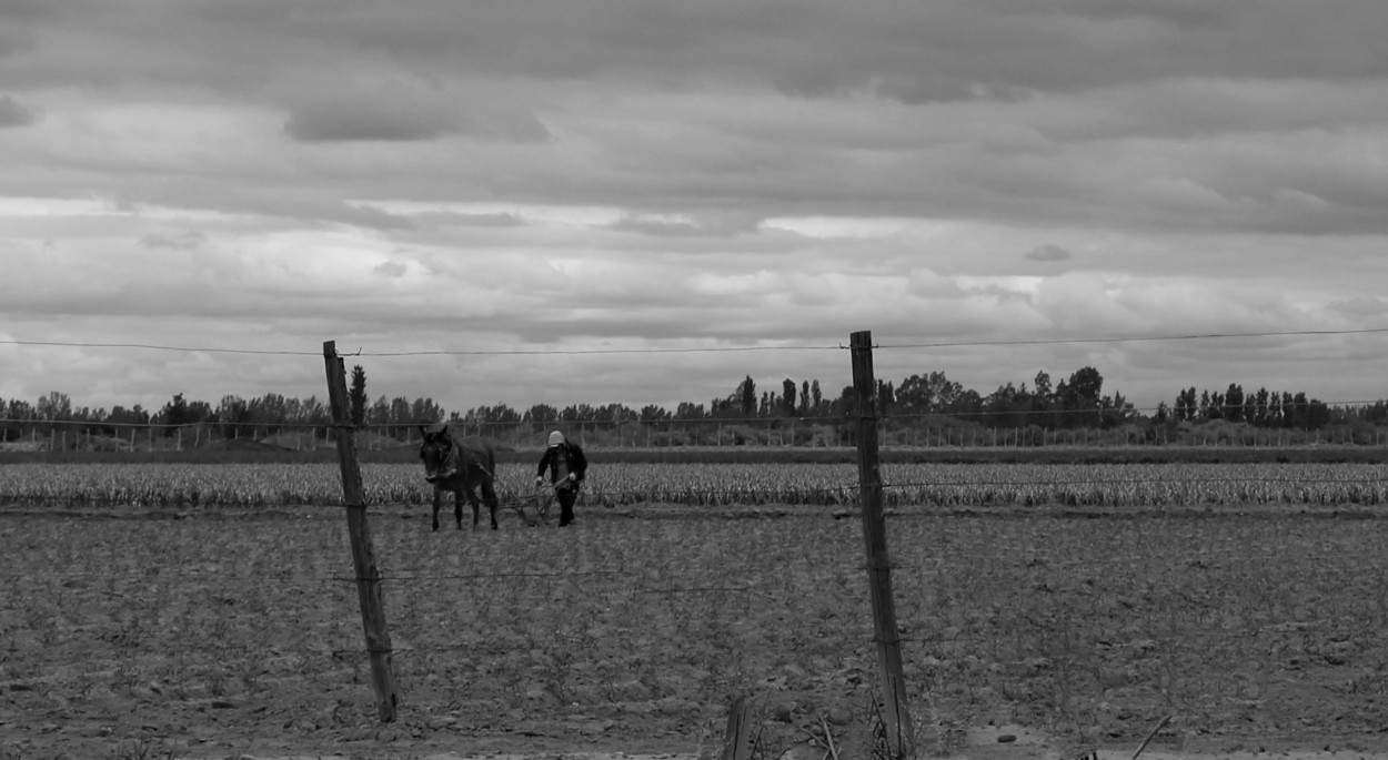 Trabajo rural con traccion a sangre