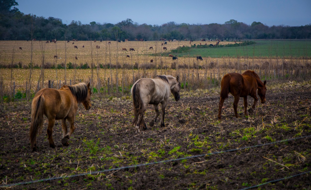 Caminando