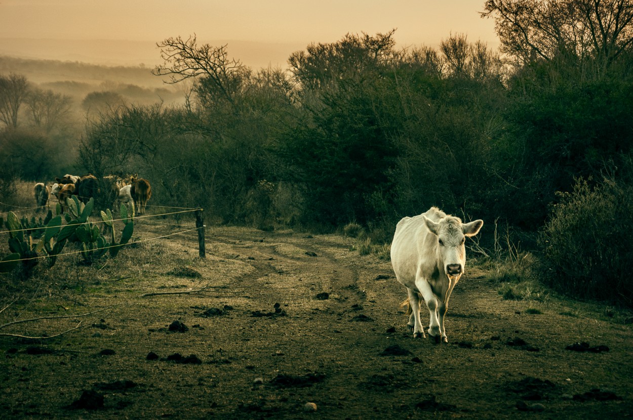 La vaca desatada