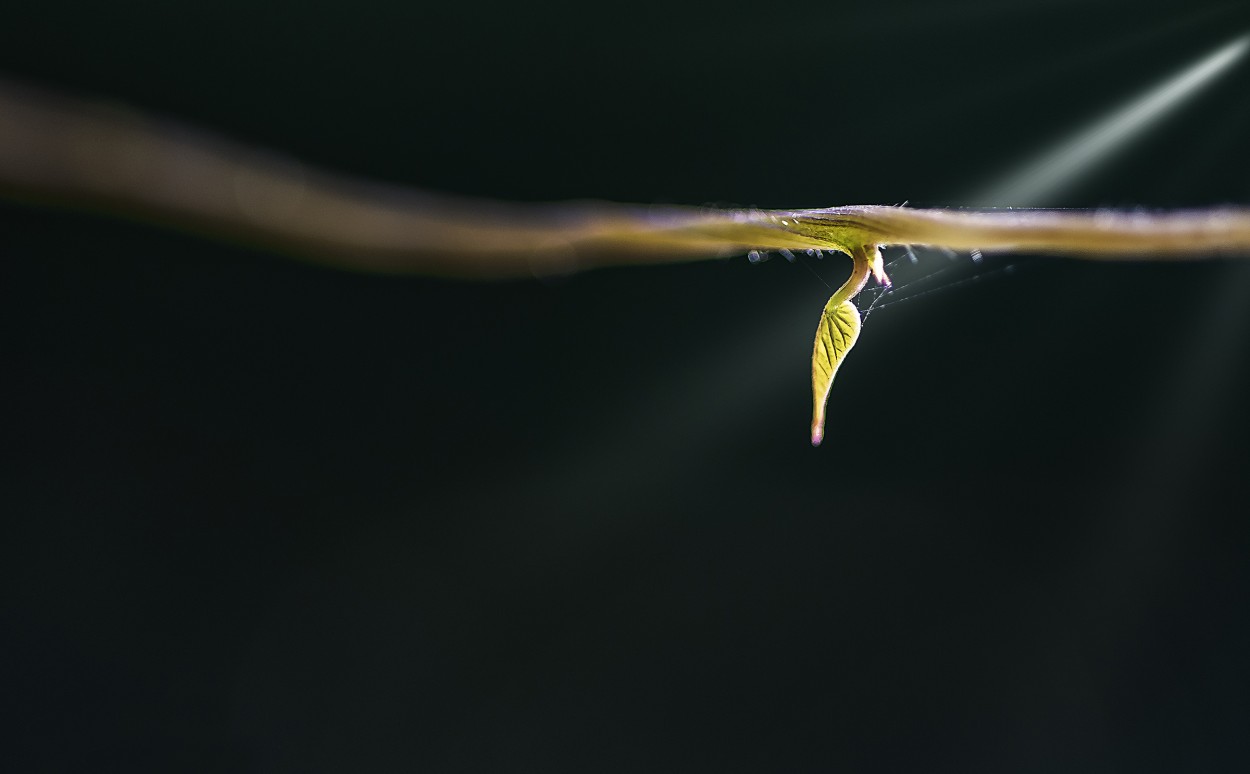 Una luz que da vida