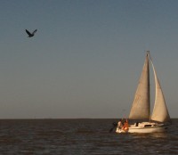 velero y pajaro