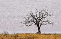 Dibujado sobre el cuenco de agua