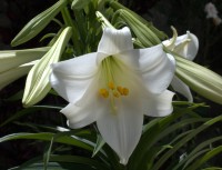 La primavera en mi jardin