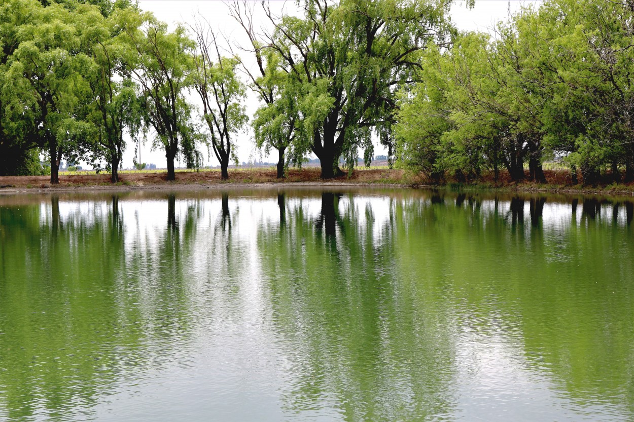 Reflejos esmeraldas en laguna de riego