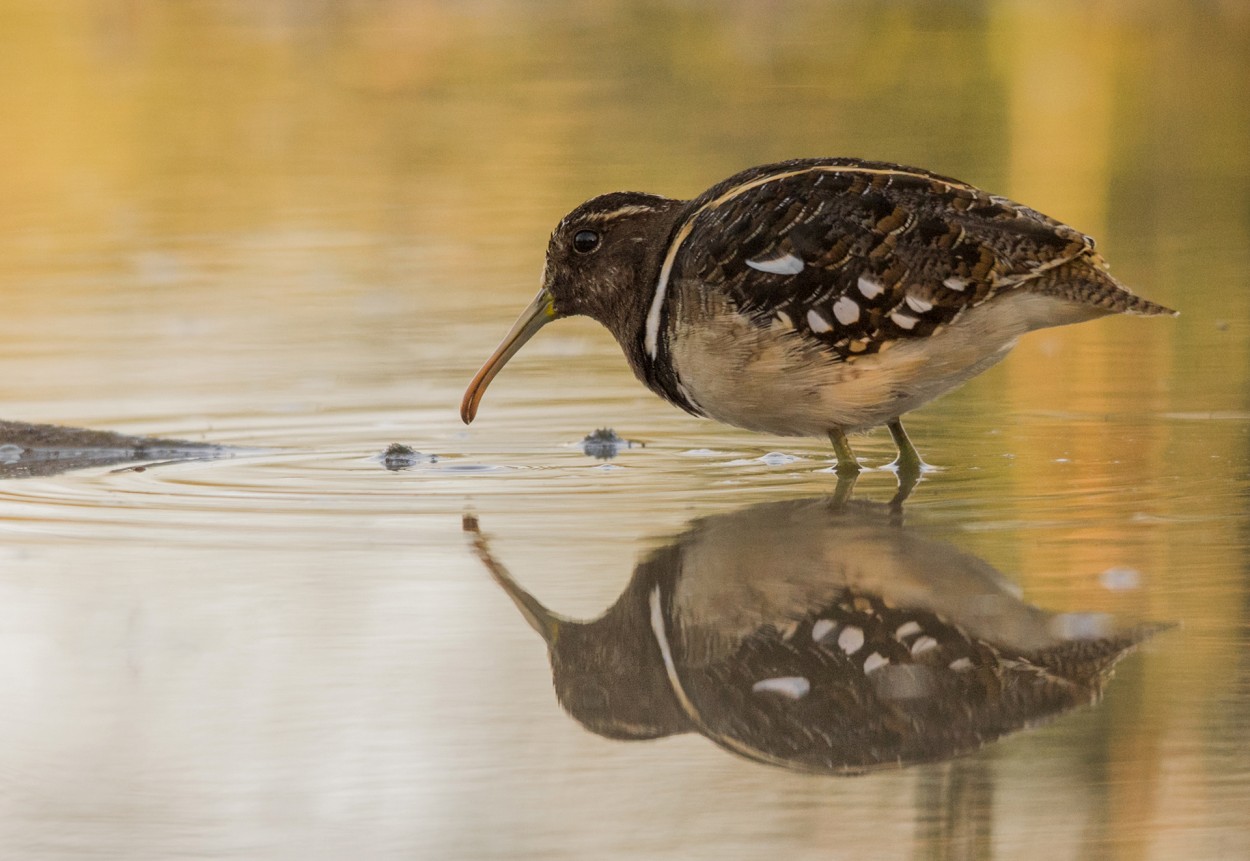 Reflejos de laguna