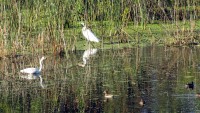 aves en la laguna