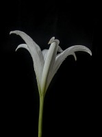 Lilium