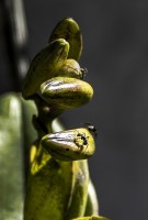 Pimpollos de orquideas