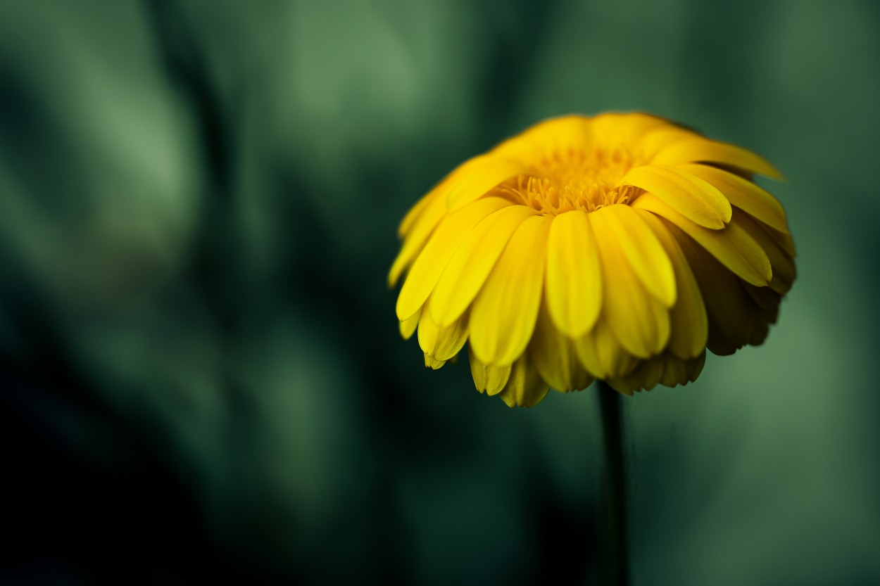 Flor en reposo