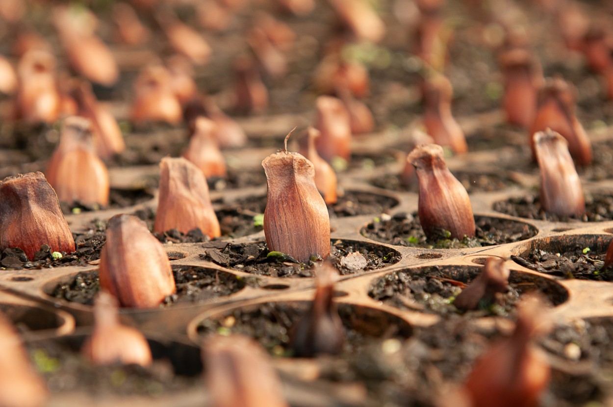 Semillas de araucaria