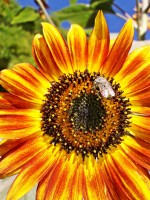 Girasole 1