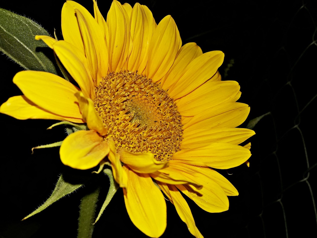 Girasole 2