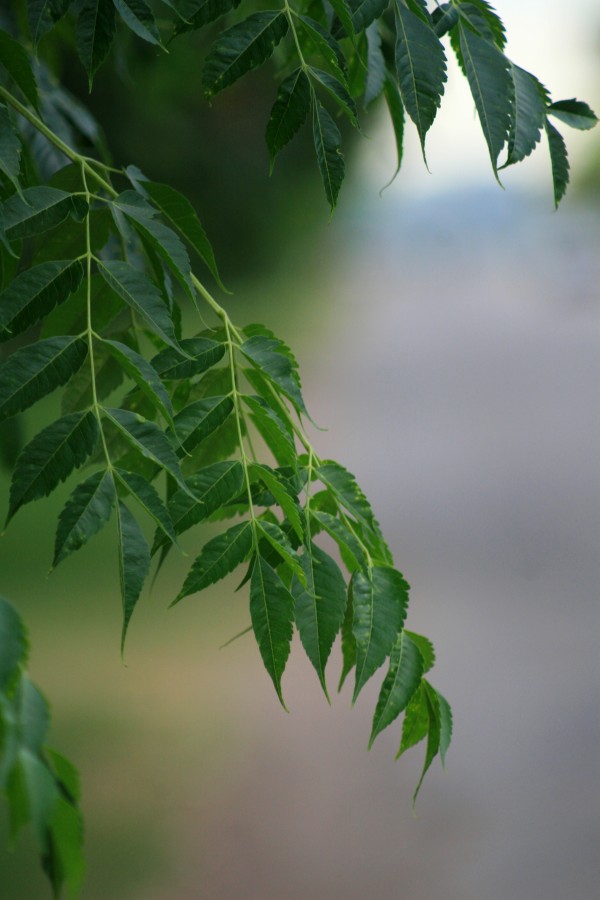 El verde de Azcunaga