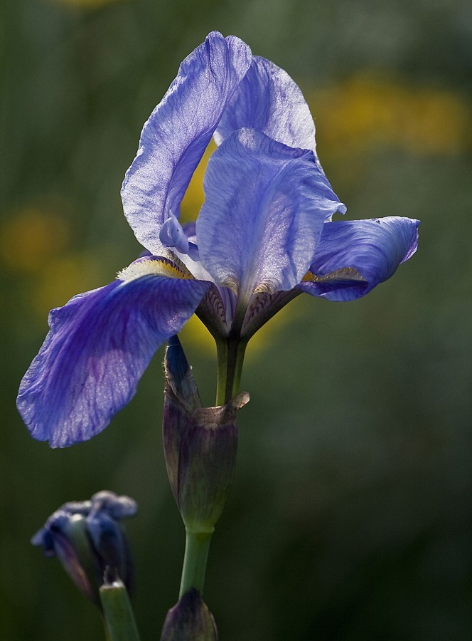 Iris