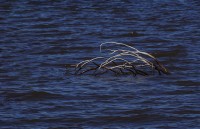 arbol en el lago